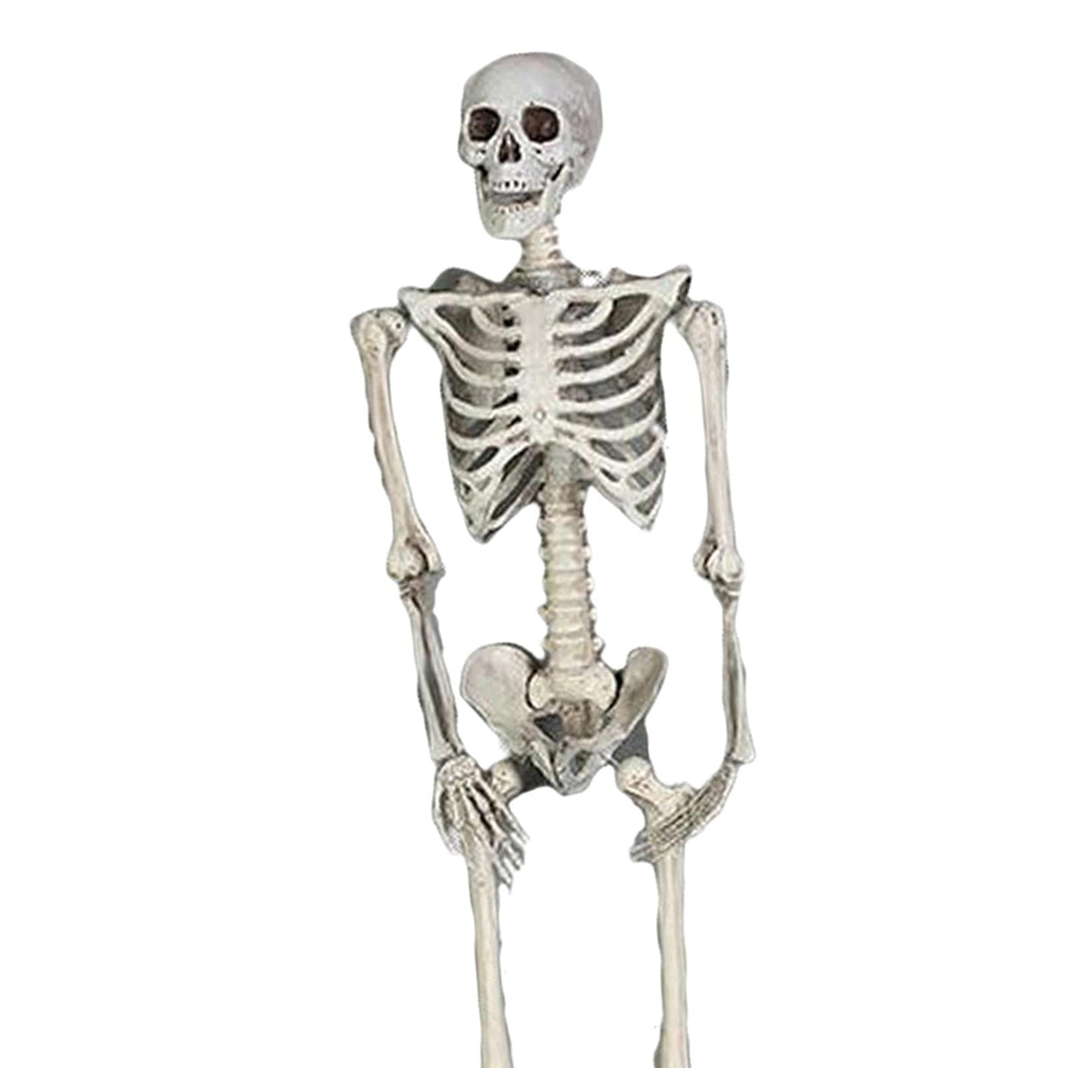 FVDPWYE Skull Halloween Skeleton Full Body Realistic Decorations Faux Human Skeleton for