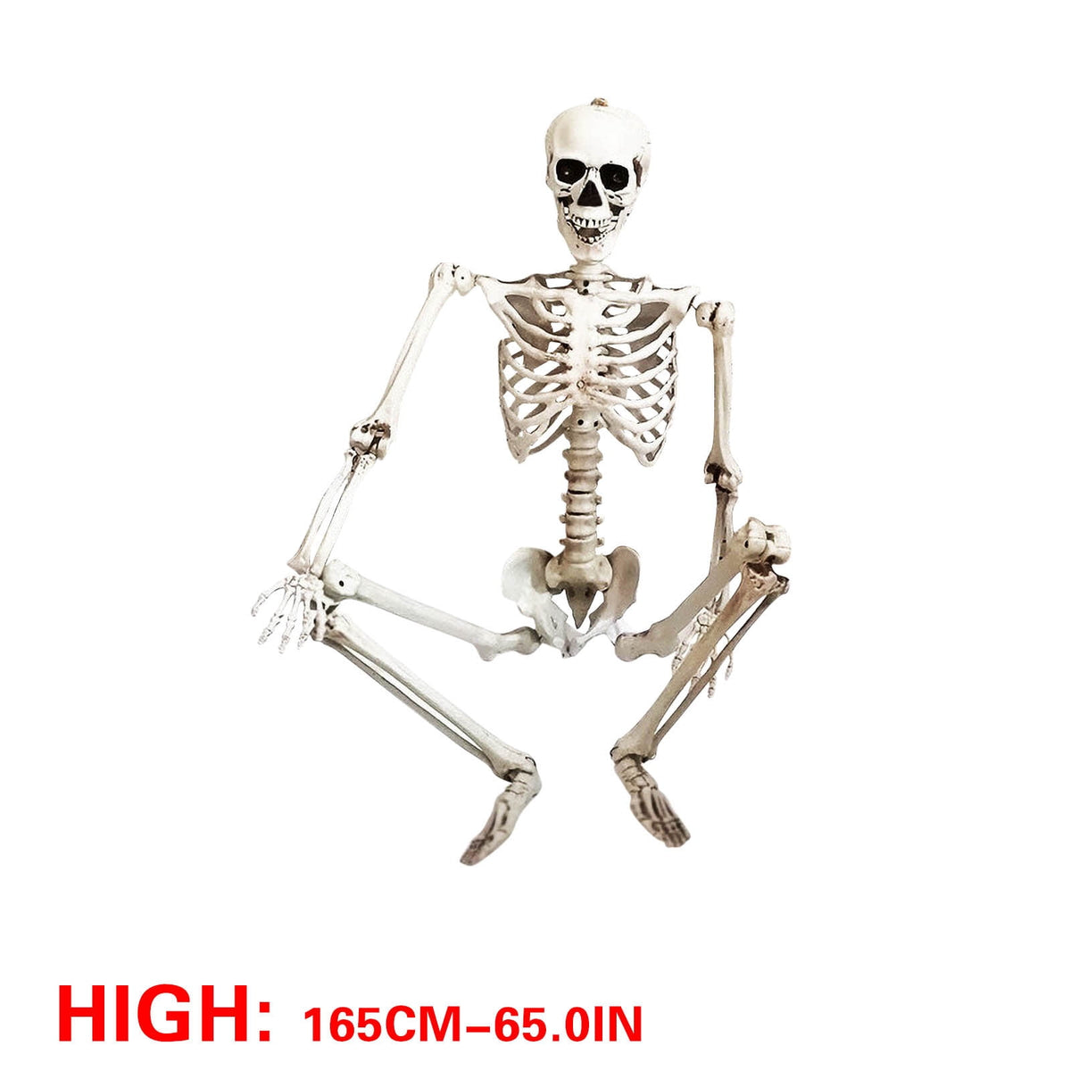 Hwkond Halloween Skeletons Life Size 165cm Halloween Skeleton Prop Human Full Size Skull Hand Life Body Anatomy Model Decor