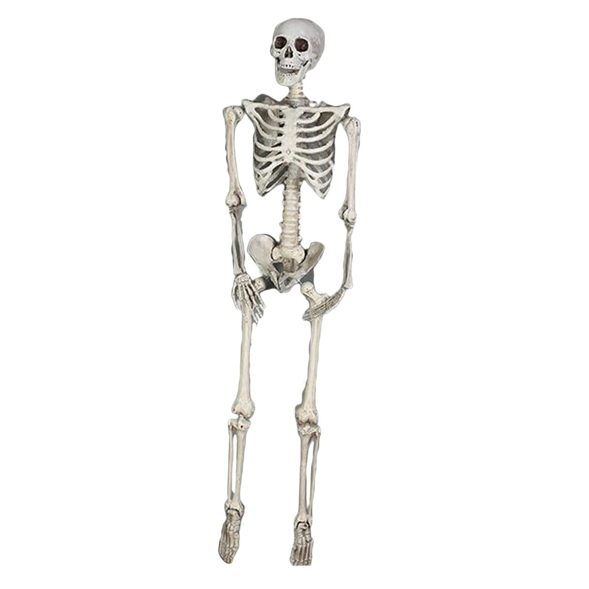 FVDPWYE Skull Halloween Skeleton Full Body Realistic Decorations Faux Human Skeleton for