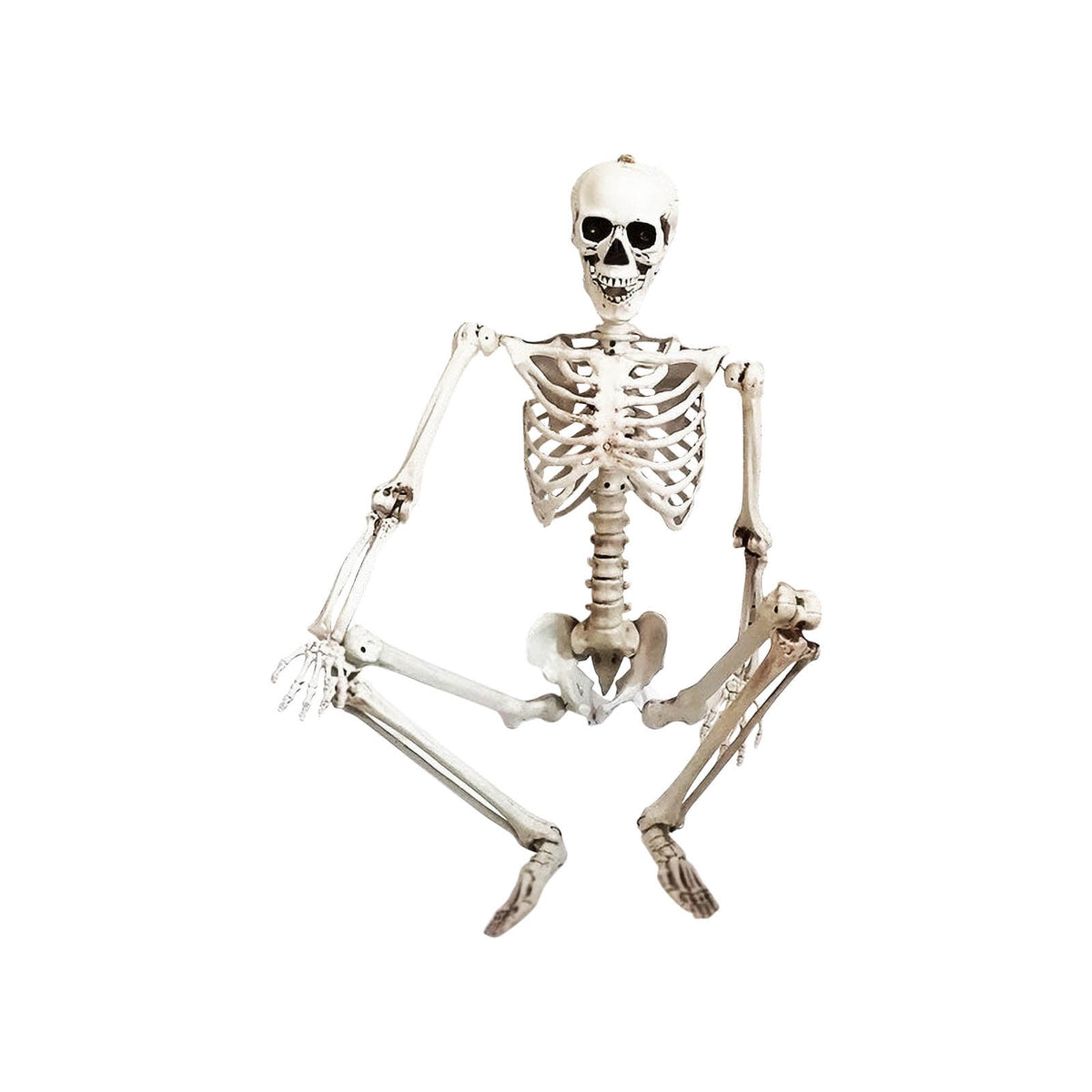 Hwkond Halloween Skeletons Life Size 165cm Halloween Skeleton Prop Human Full Size Skull Hand Life Body Anatomy Model Decor
