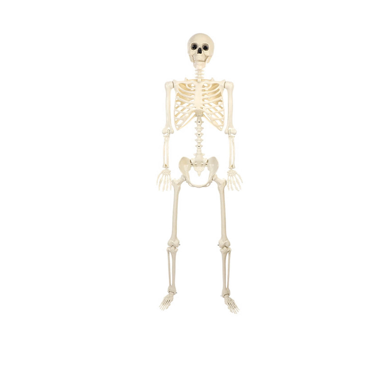 Halloween Spooky Skeleton 5.4ft Realistic Skeleton with Posable and Movable Joints Halloween Mood Enhancer, Decor for Halloween Outdoor/Indoor Decoration