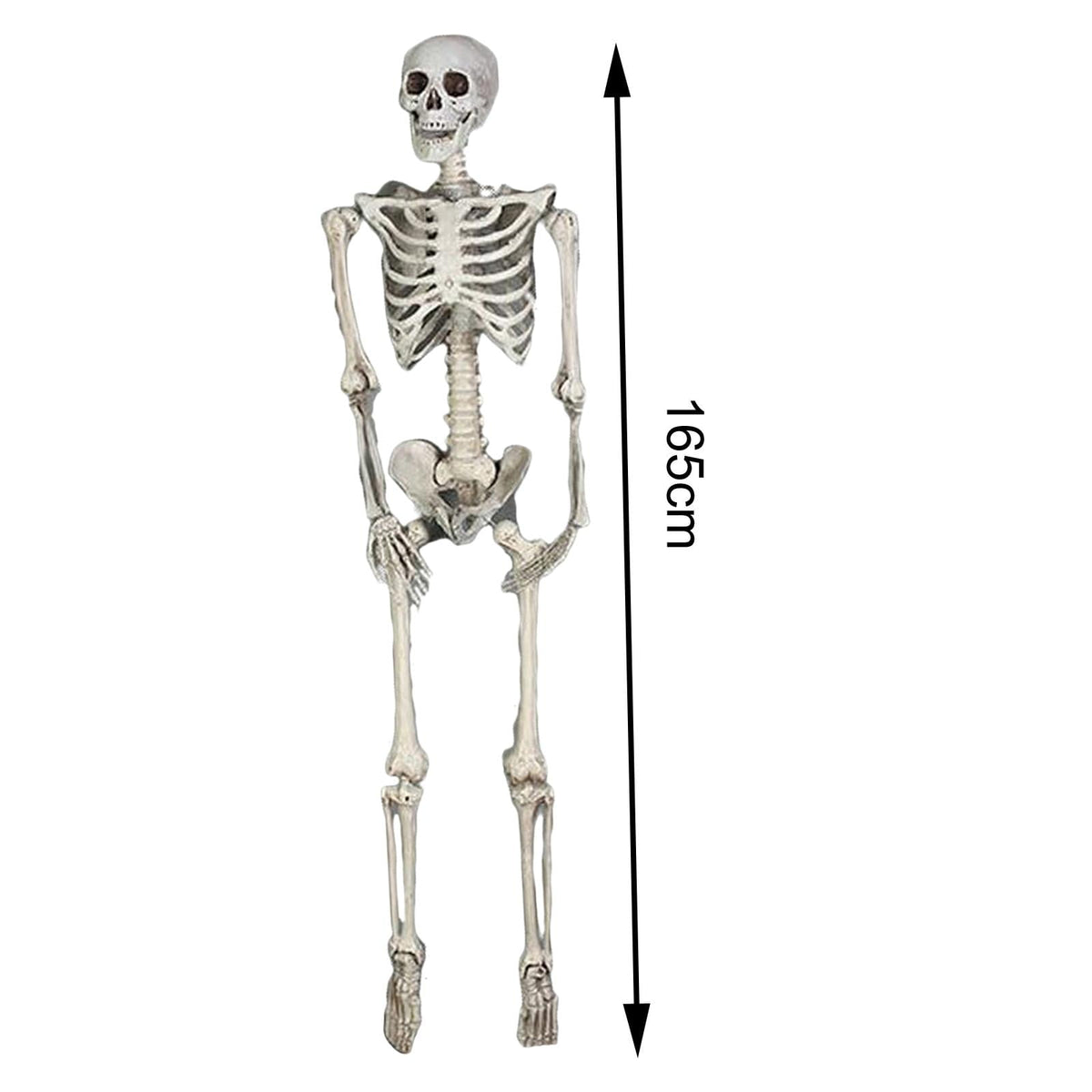 FVDPWYE Skull Halloween Skeleton Full Body Realistic Decorations Faux Human Skeleton for